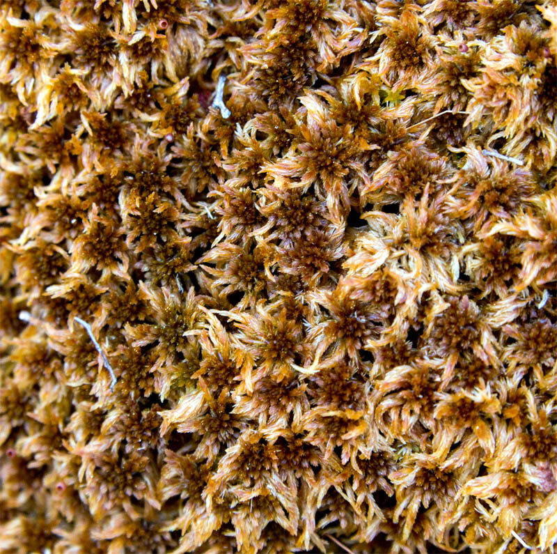 Sphagnum subfulvum